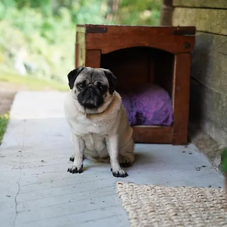 His-a Za 2 Dragatuš