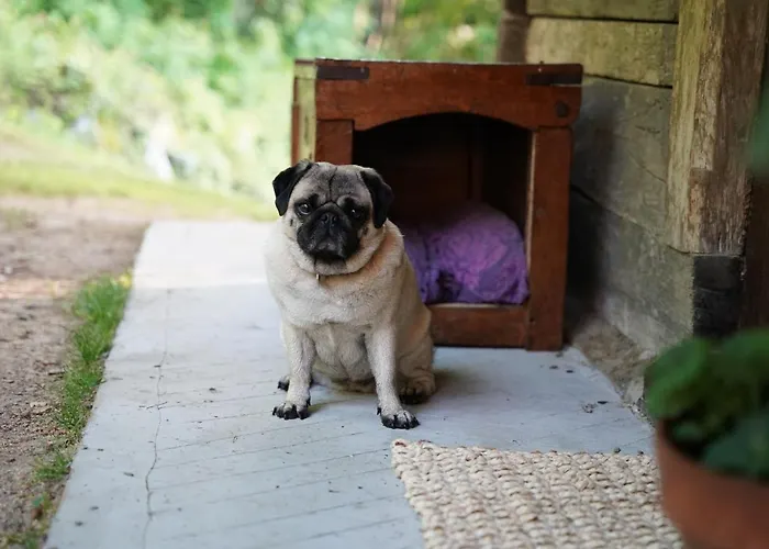 His-a Za 2 Dragatuš